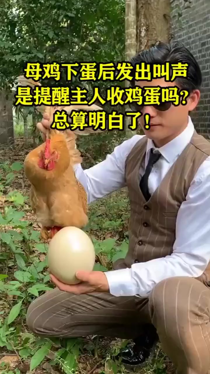母鸡下蛋后发出叫声,是提醒主人收鸡蛋吗?今天总算明白了