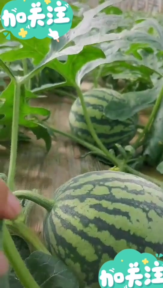 大棚西瓜早熟甜王