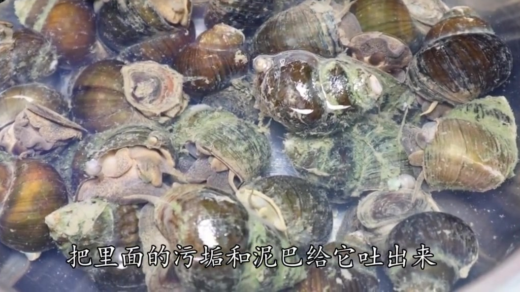 炒田螺切记不要直接下锅炒,教你饭店的秘诀 炒田螺,切记不要直接下锅炒,大厨教你饭店的秘诀,