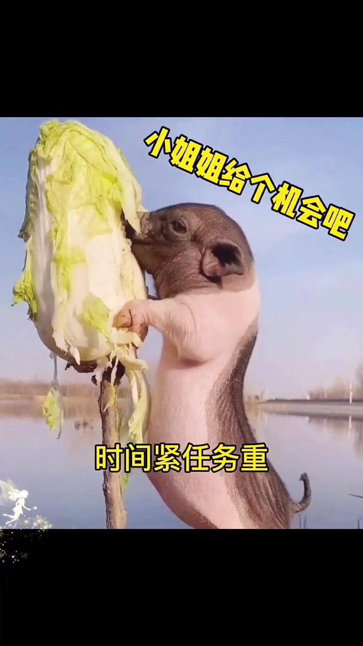 小白菜,给个机会吧,撩妹表情包