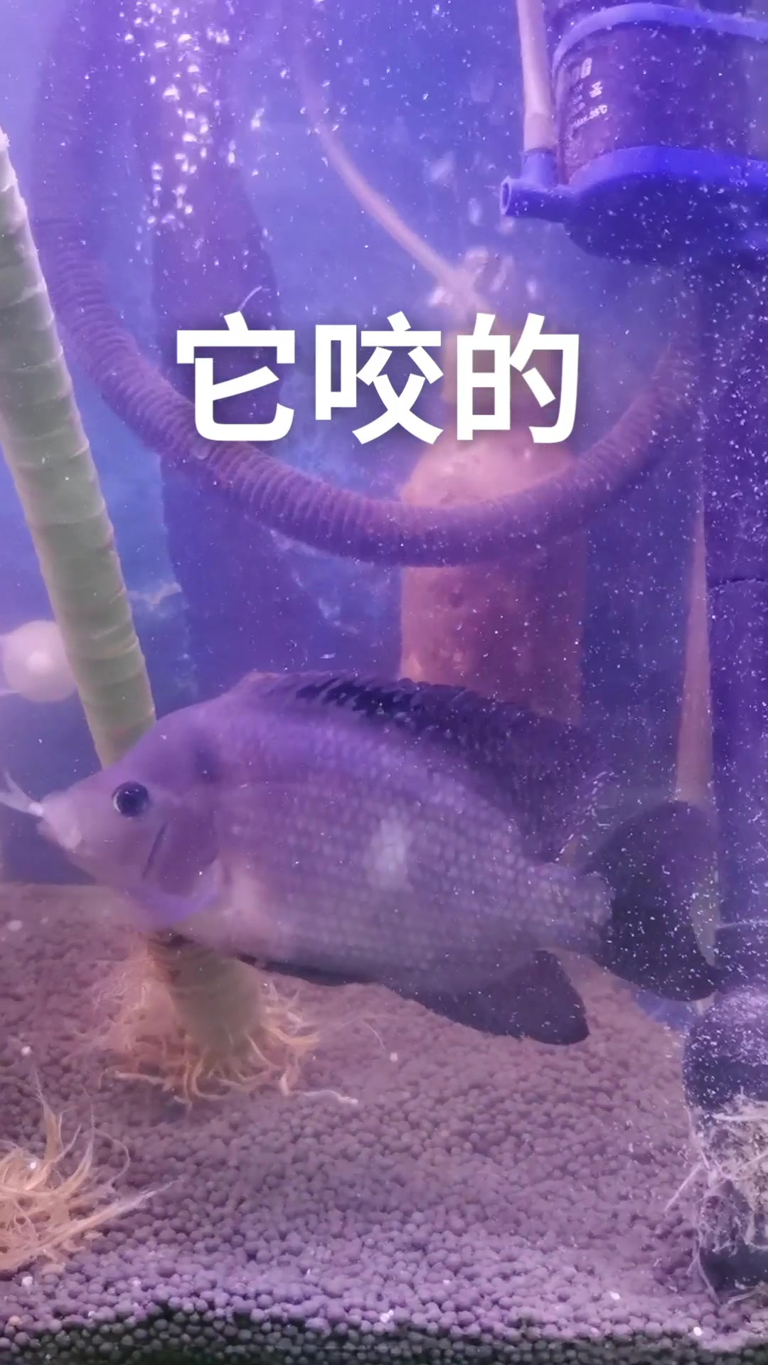 第一次喂它吃小鱼