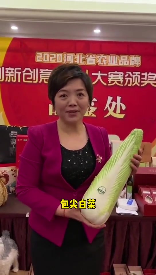 河北农品 玉田包尖白菜