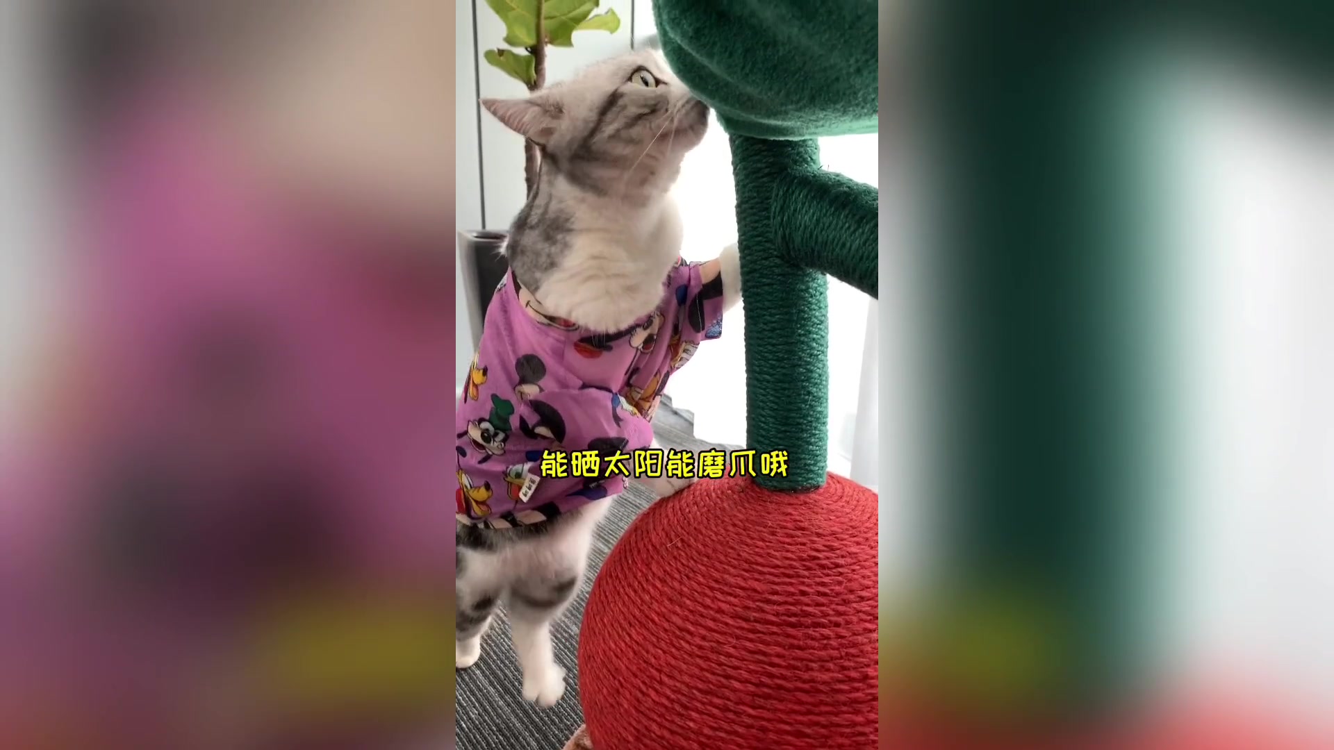 泡芙的办公室终于布置好了 猫老板可以好好工作了