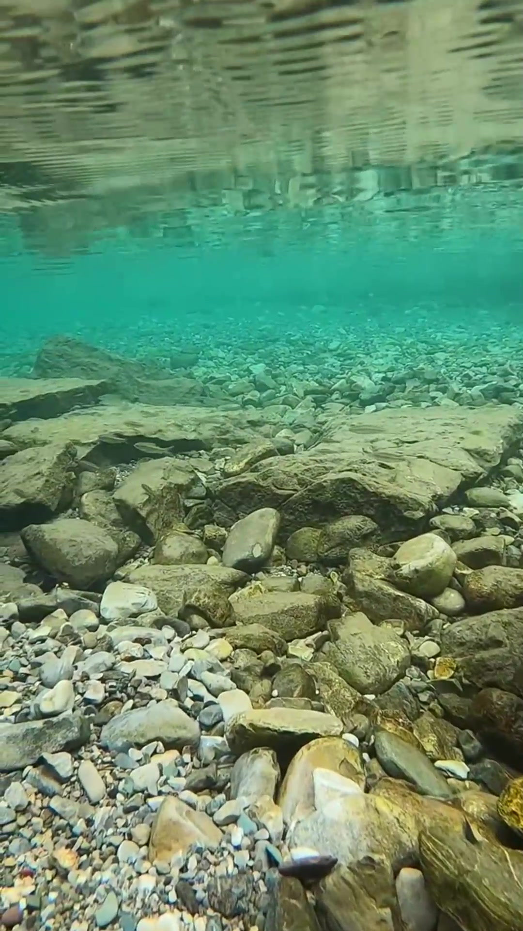 水下的镜头,鱼原来真的生活在水里,这一幕太唯美了!