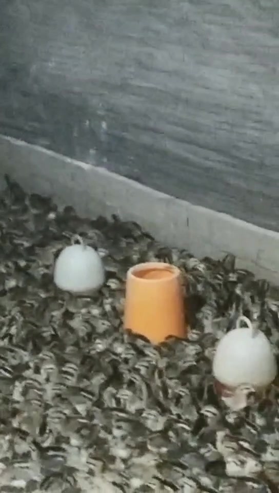 散养茶花鸡观赏原生态养殖