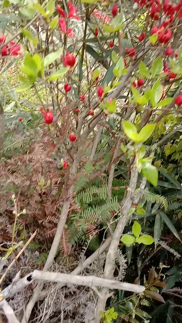 鸡血红映山红丛林全冠,高1.5米,完美身高,你懂的