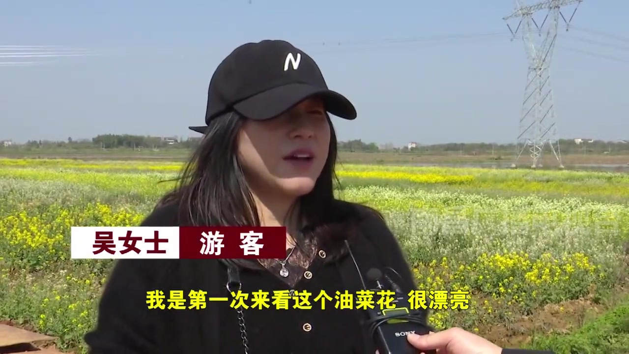 【江西南昌:泾口乡百亩彩色油菜花迎来盛花期】天下英雄城南昌时下正值踏青赏花时节,在南昌县泾