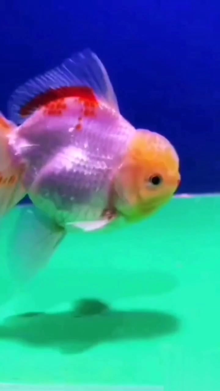 展示更好作品观赏鱼