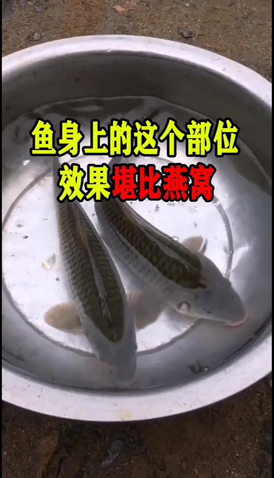 鱼身上的这个部位,效果堪比燕窝!