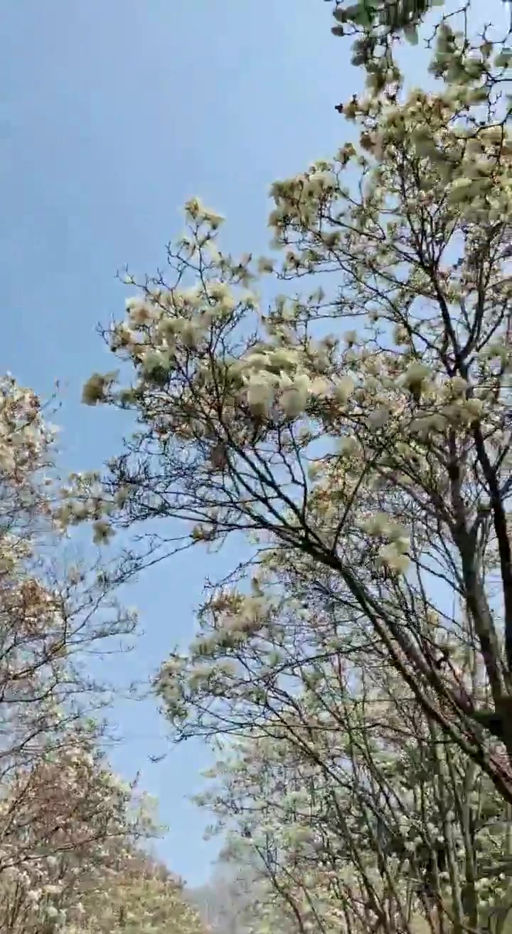 不是花城,却满城飞花