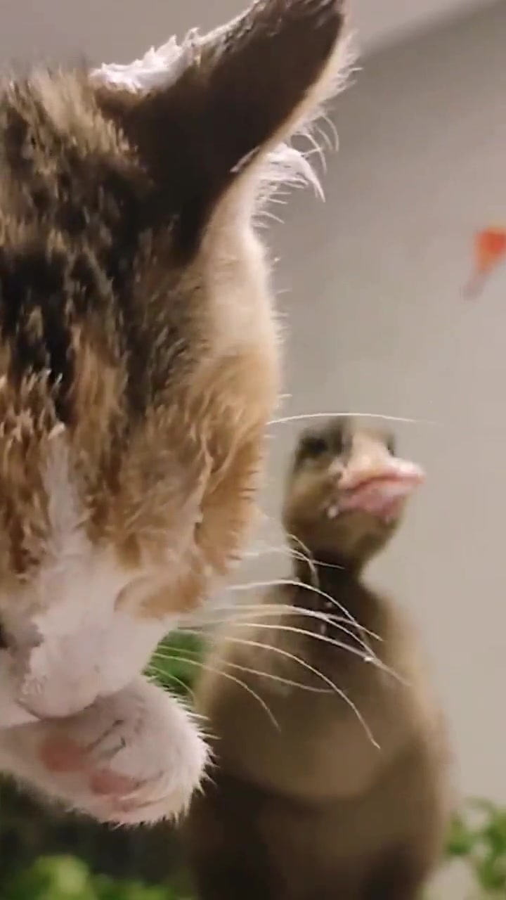 河北邯郸猫咪和鸭子与小主人争着吃生日蛋糕,画面温馨网友直呼“太可爱”