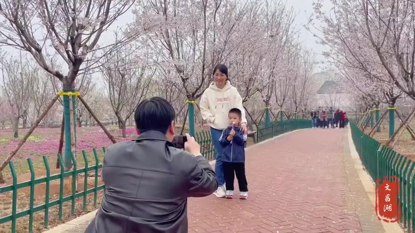 【淄博文昌湖省级旅游度假区:又是一年樱花开 姹紫嫣红笑春风】说到山东淄博文昌湖花的海洋你会