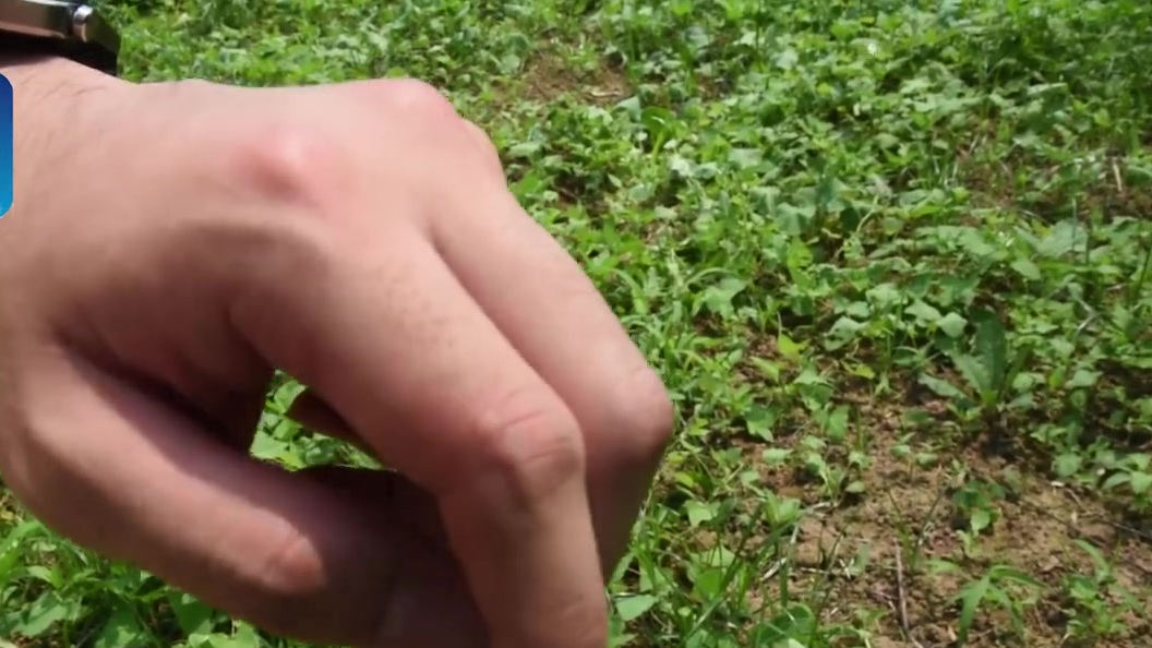 【密恐慎点!直击红火蚁防控现场记者在红火蚁防控现场采访被咬】外来入侵物种红火蚁,习性凶猛、