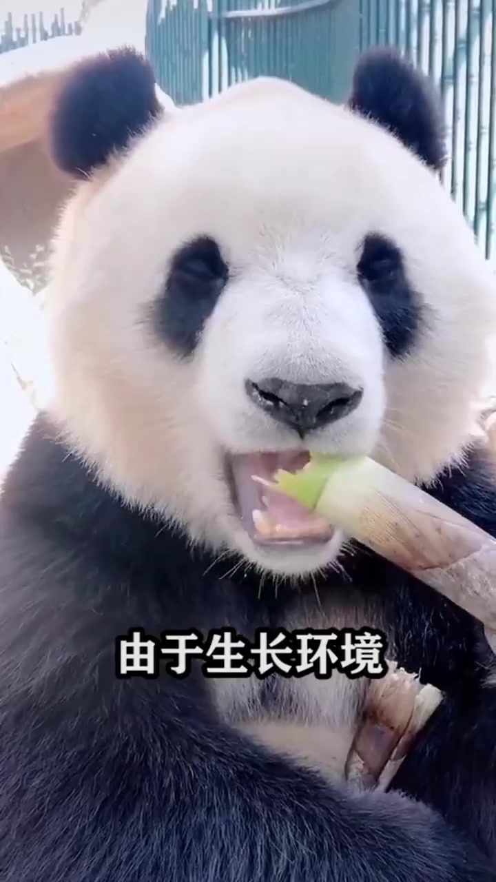 为什么大熊猫这么喜欢吃竹子,真有那么好吃吗,原因在这里