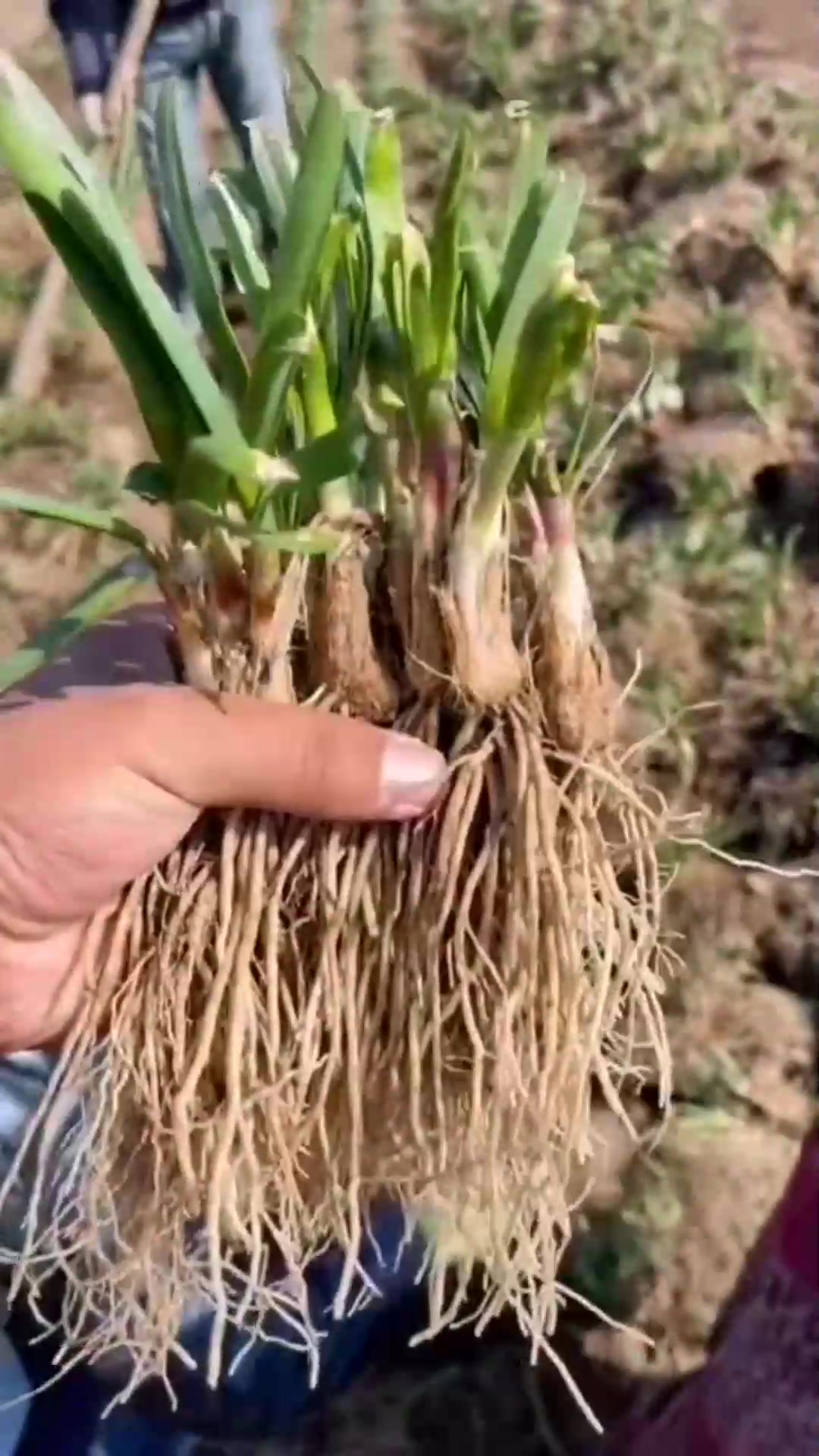 三农小知识,韭菜种植方法,各位拿好你们的板凳赶紧坐过来吧