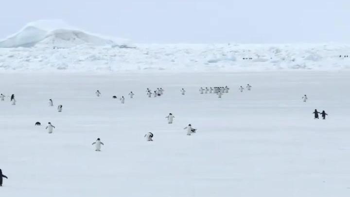 #轻松一刻#5倍速看小企鹅走路,哈哈哈哈太魔性了,这确定不是什么小游戏界面吗?