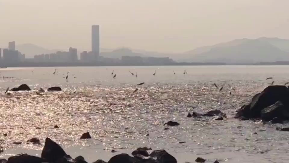 【鲻鱼海面戏水,深圳湾生态恢复效果显著】4月3日早上8点26分的深圳湾鱼群齐跃,踏浪而舞,