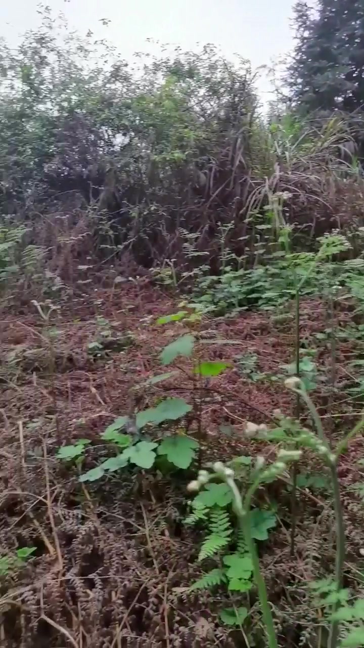 春天是吃野菜的最佳季节