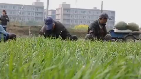 【青团已就位 】央视网一种叫浆麦草的汁儿,转瞬之间就可以染绿糯米粉,成为翠色欲滴、十分诱人