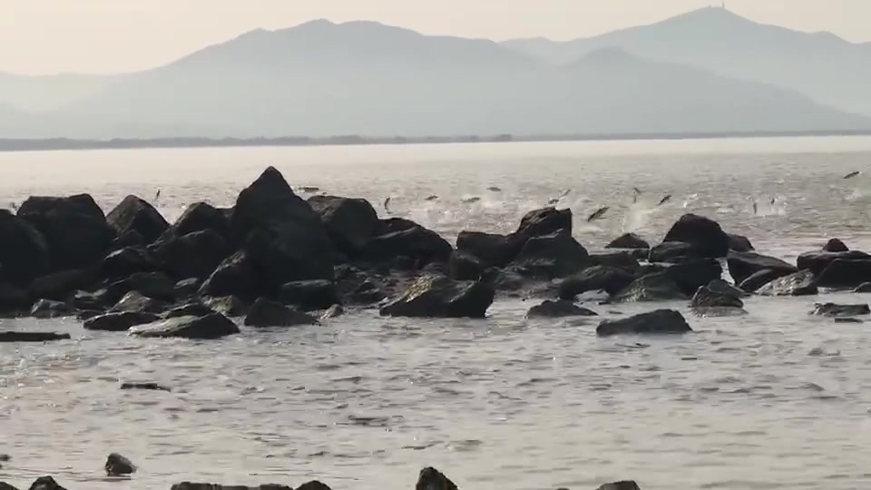 【深圳湾数百条乌头鱼齐跃海面】4月3日早上8点26分的深圳湾鱼群齐跃,踏浪而舞,持续时间长
