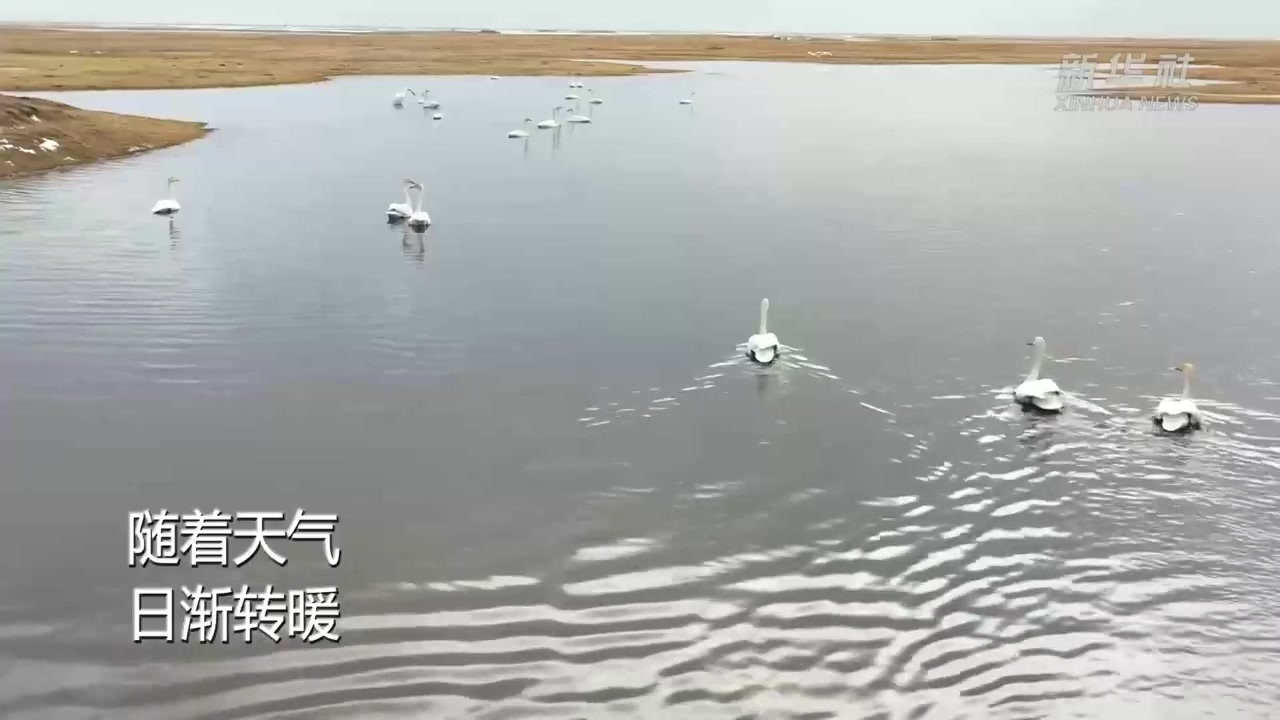 #晚安# 【万只野天鹅返回巴音布鲁克】随着天气日渐转暖,我国最大的天鹅自然保护区——巴音布