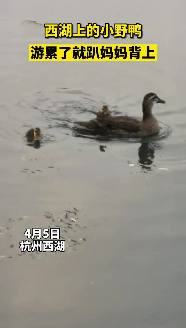 萌翻了!西湖 上的小野鸭偷懒,直接爬到鸭妈妈背上。小鸭子与鸭妈妈