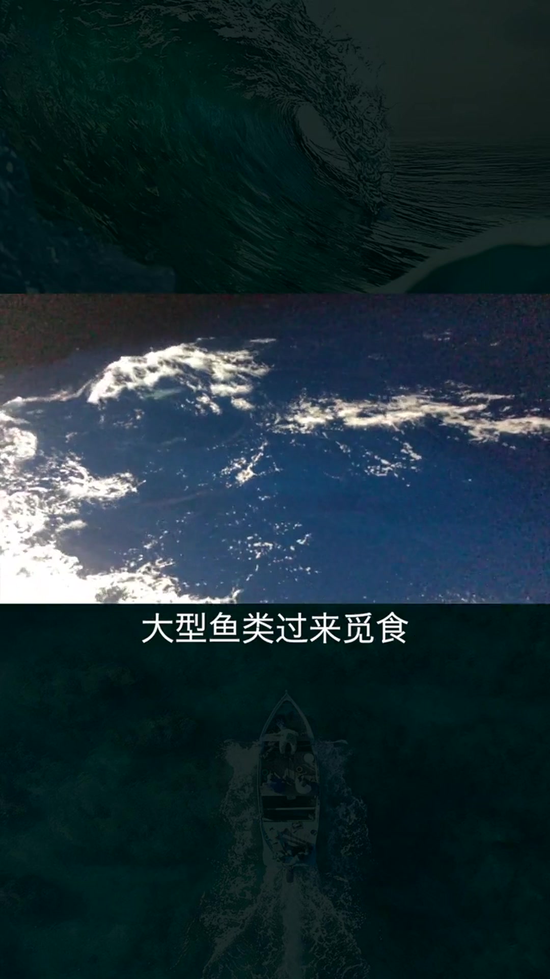 深海钓鱼,是一件相对艰苦的工作,你知道金枪鱼价格多少吗?