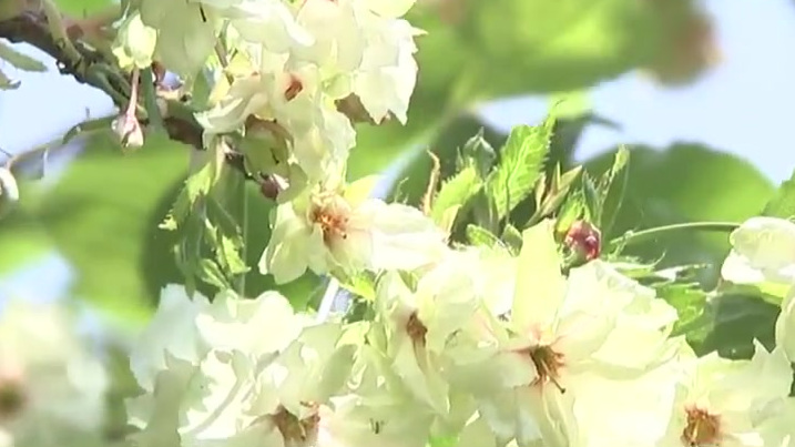 【西湖边稀有绿樱盛开珍贵堪比花界“大熊猫”】杭州西湖边有两株绿樱这几天开得正盛。据了解,在