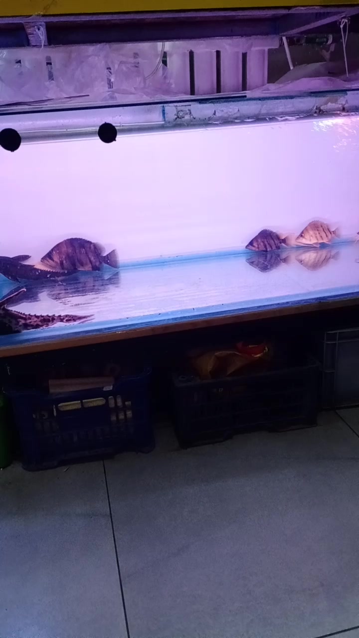 给鹦鹉换个深色背景,没一会颜色就超级红了