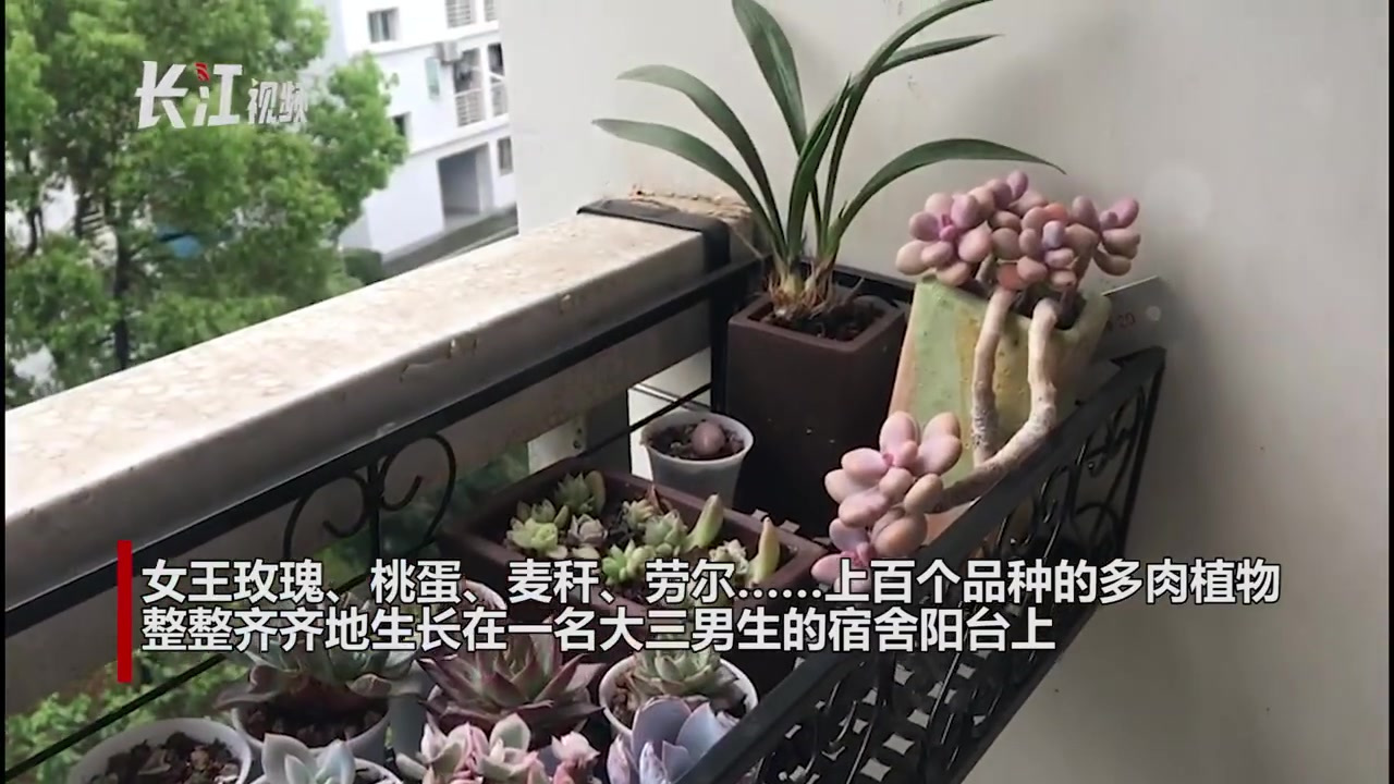 【宿舍阳台养200株多肉植物,大三男生宿舍里有个小花园】女王玫瑰、桃蛋、麦秆、劳尔……上百
