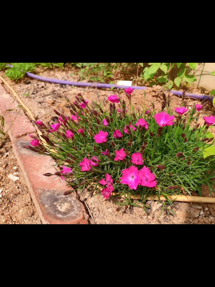 农场里的多肉,小灯笼通红了。花友们喜欢的红色多肉在这里