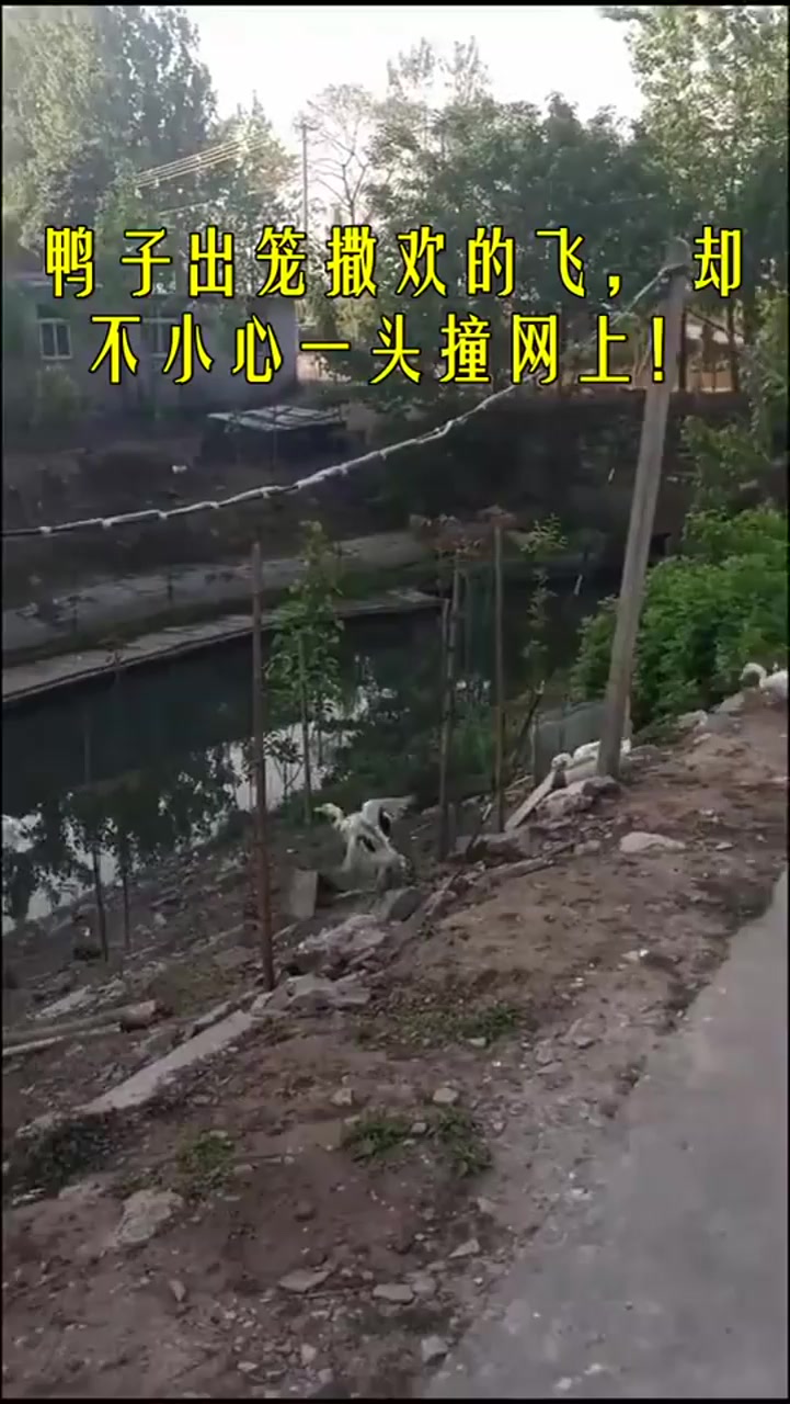 鸭子出笼撒欢的飞,却不小心一头撞网上!