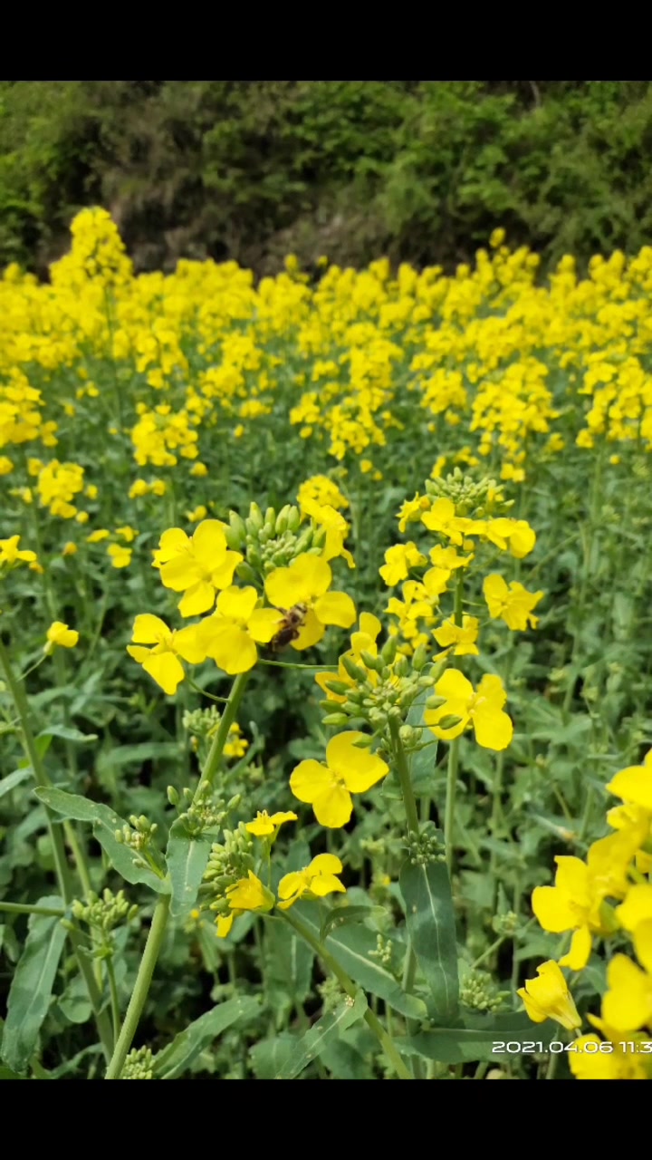 还是山阳的油菜花漂亮