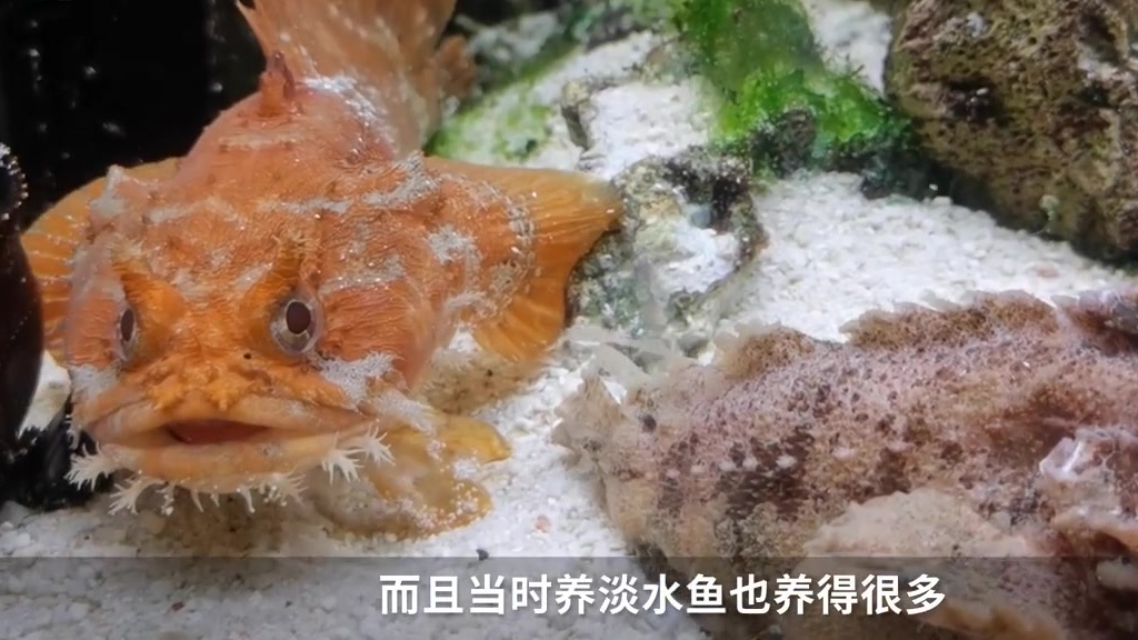 【不是鲨狗是狗鲨哦!理工男建现实版动森水族馆,有狗鲨、黄金乌贼、山羊鱼……】家住上海的弗兰