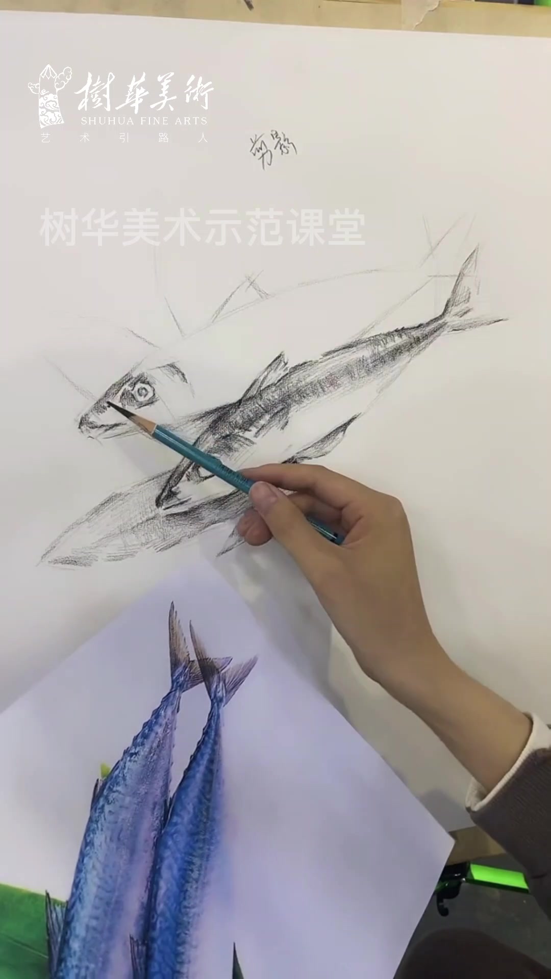 树华美术绘画示范素描青花鱼