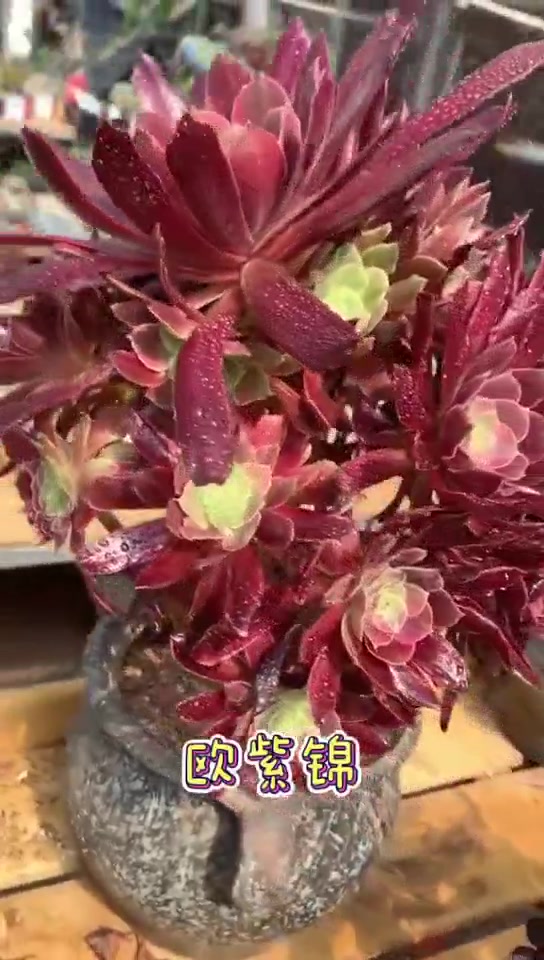 多肉~法师是不是惊艳到你