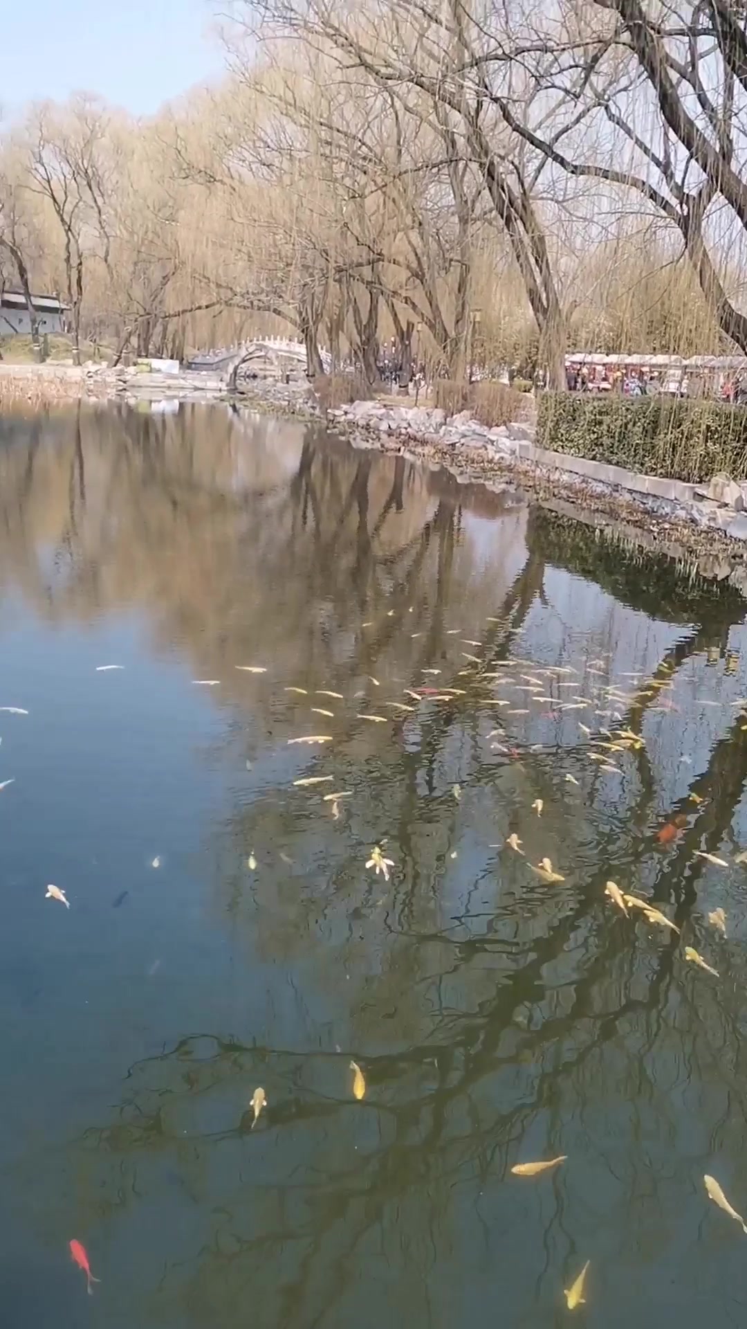 圆明园福海鱼儿水中游!