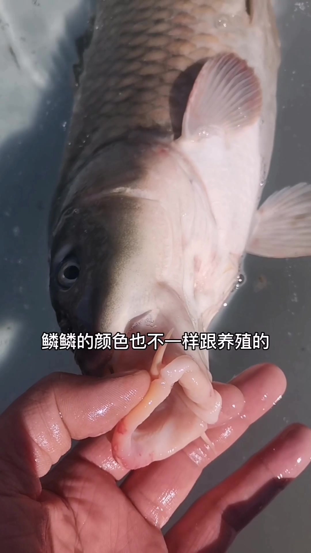 开江鱼,下蛋鸡,跑完冰排吃鲤鱼