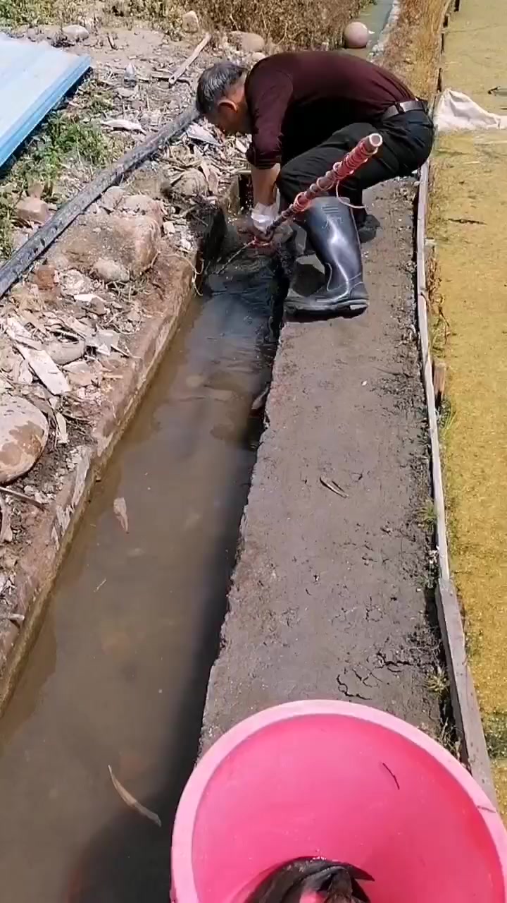 淡水扁鱼、非洲鲫鱼