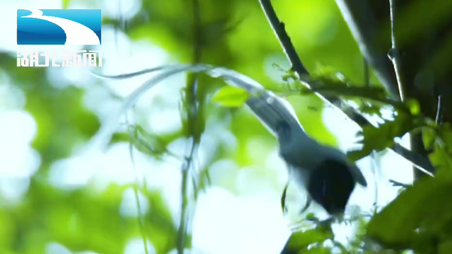 【京山在湖北 秀秀家乡美】#外交部向全球特别推介湖北#  #湖北全球秀# 京山,湖北省直辖