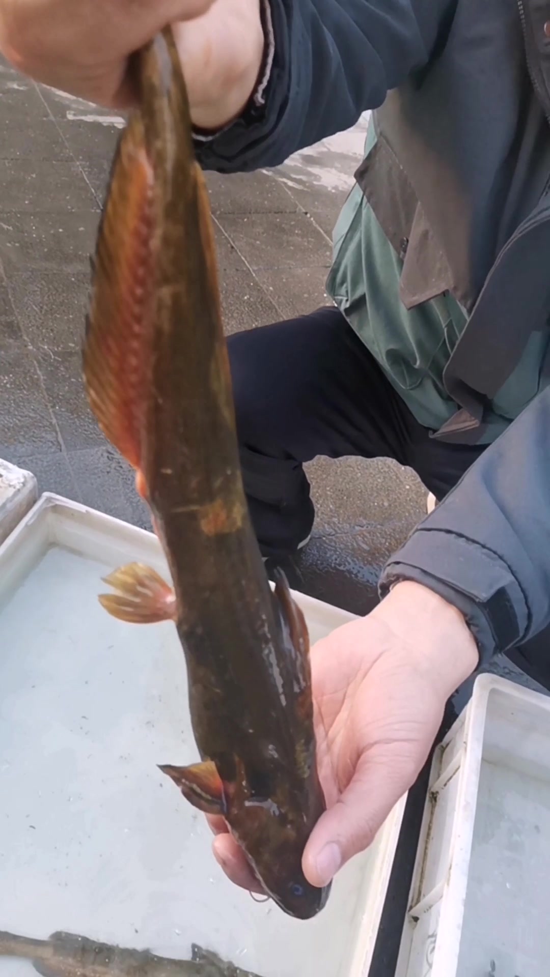 适合老人孩子吃的鱼,浑身都是肉,就一根,酱焖红烧,非常嫩