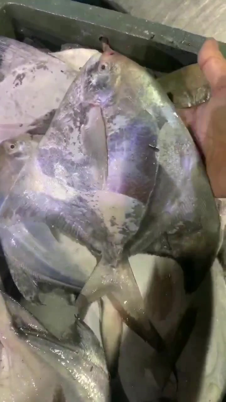 斗鲳鱼是鱼类贵族目前仅靠渔船出海捕捞难以人工养殖,东山岛海鲜