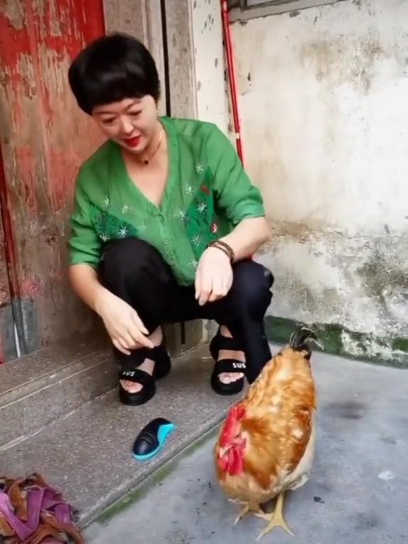 女子杀鸡时出现的情况,公鸡害怕了,把头都藏进身体下面了!