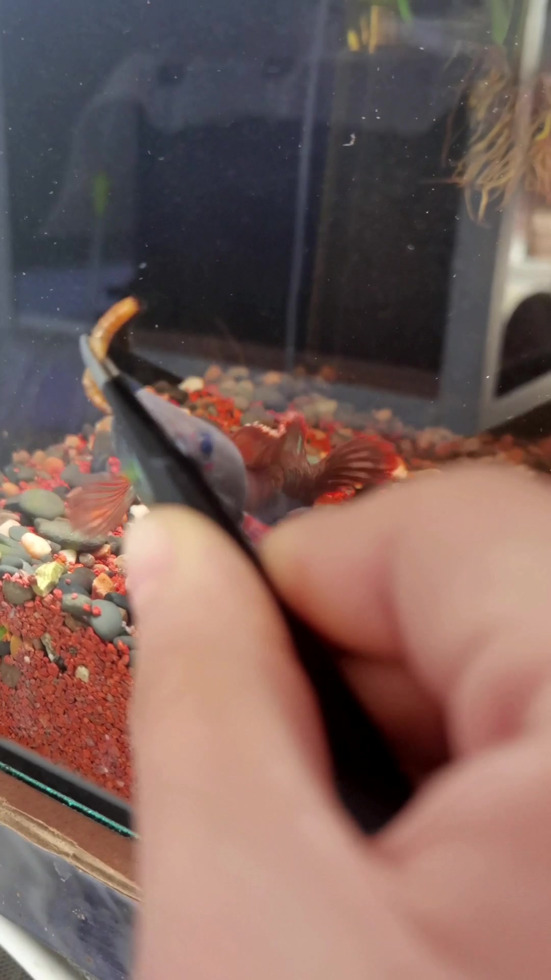 血一雷龙鱼 体长17  互动贼好