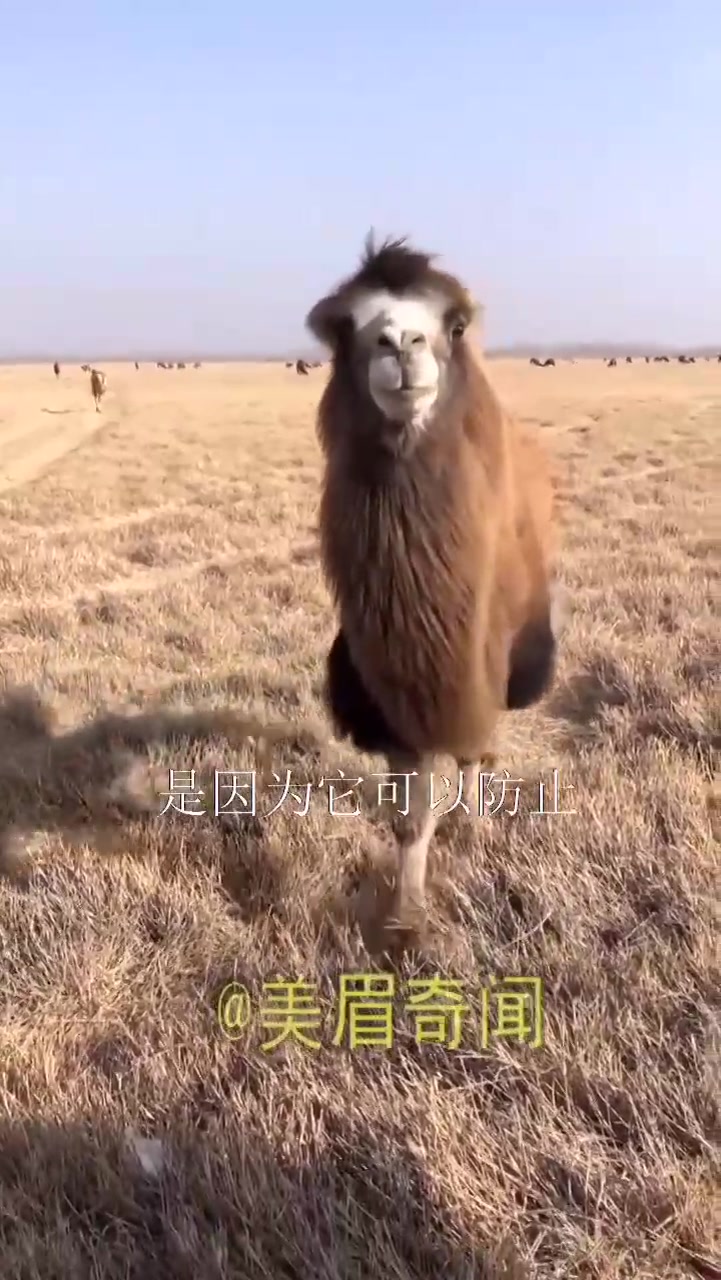 为什么骆驼的嘴里,有一个大肉瘤,还只有公的才有