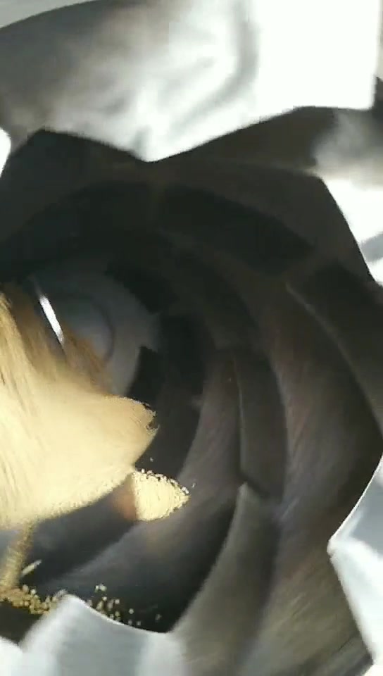金灿灿的黄豆炒熟机器拍摄中,黄豆炒炉,大豆滚筒炒锅