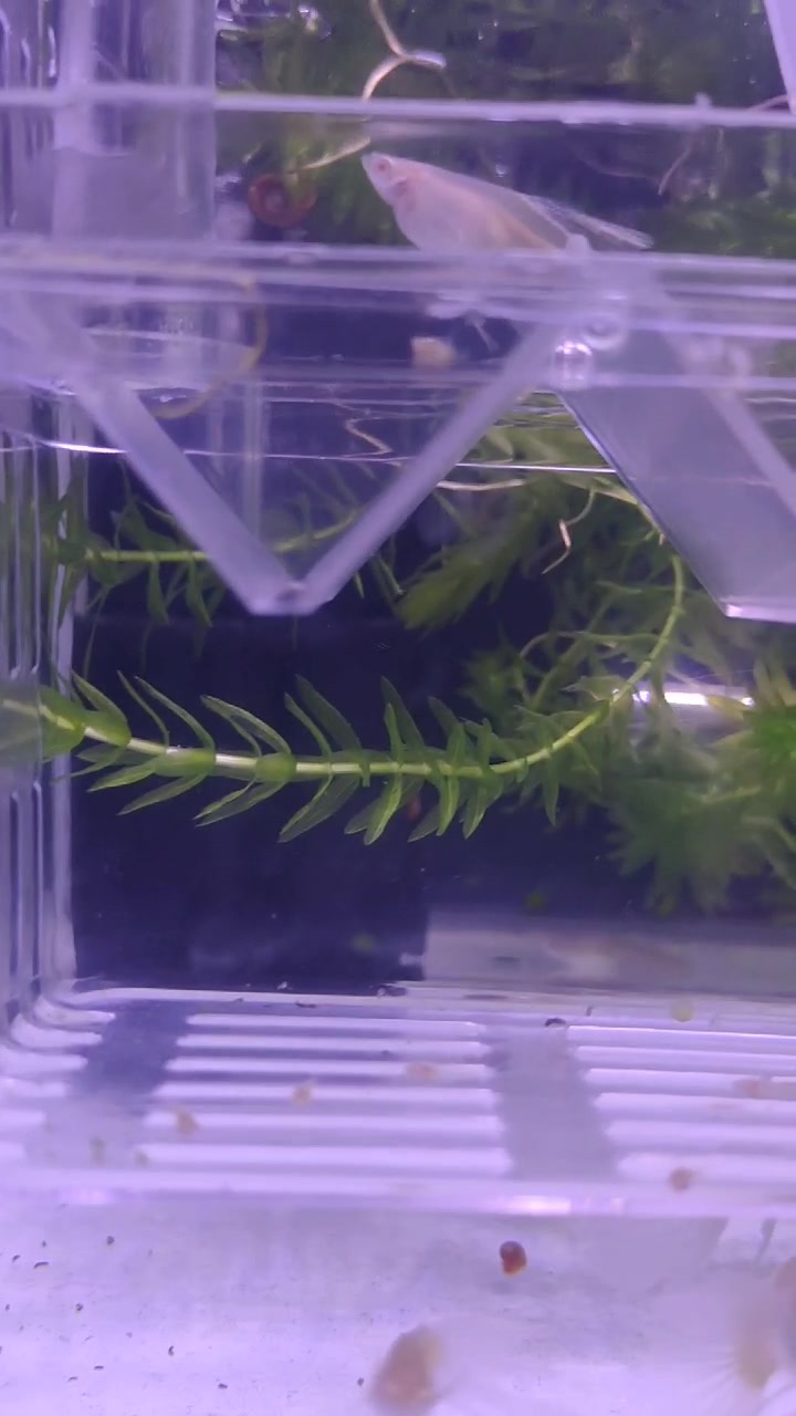 仔细看孔雀鱼的分娩