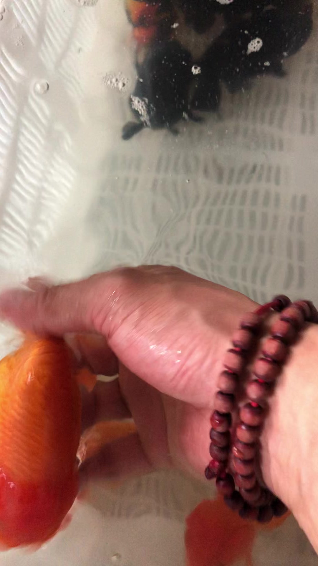 短尾红寿金鱼+非常漂亮+红红火火见者发财