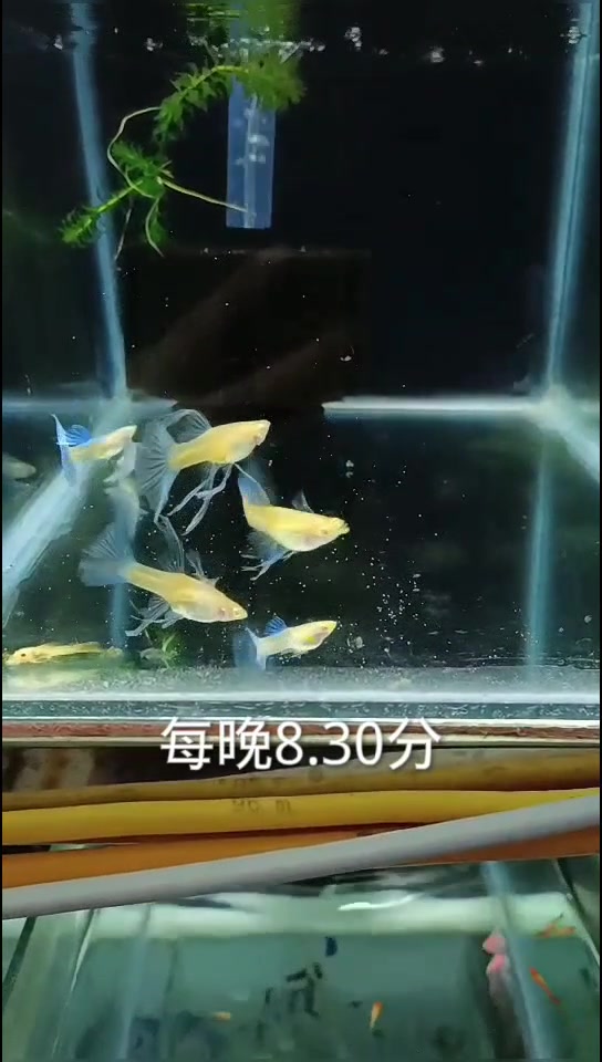 #孔雀鱼#埃及神仙鱼#蓝白孔雀鱼#红头孔雀鱼#鱼缸水为什么总是发