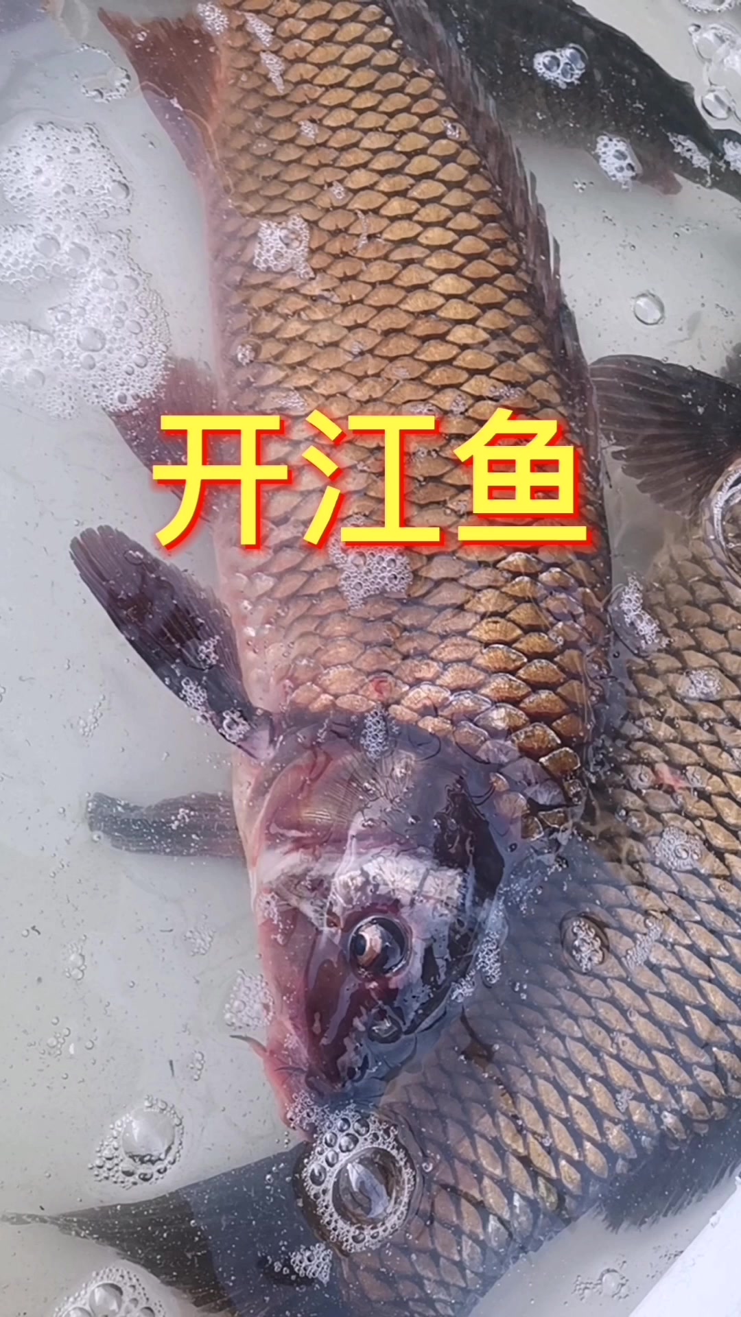 开江鱼,下蛋鸡,黑乌两江,长大鱼!